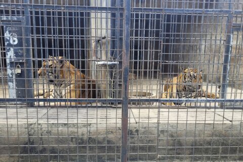 Dozens of zoo tigers die after contracting bird flu in southern Vietnam