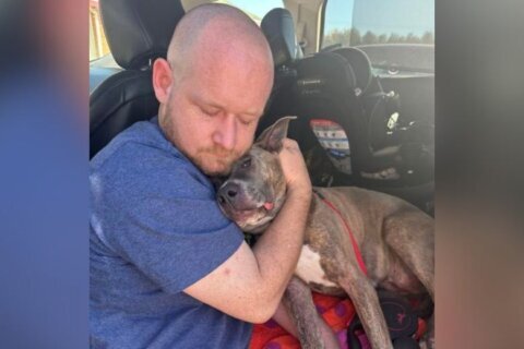 ‘Our family is complete again’: Dog rescued from rubble six days after Haymarket home explosion