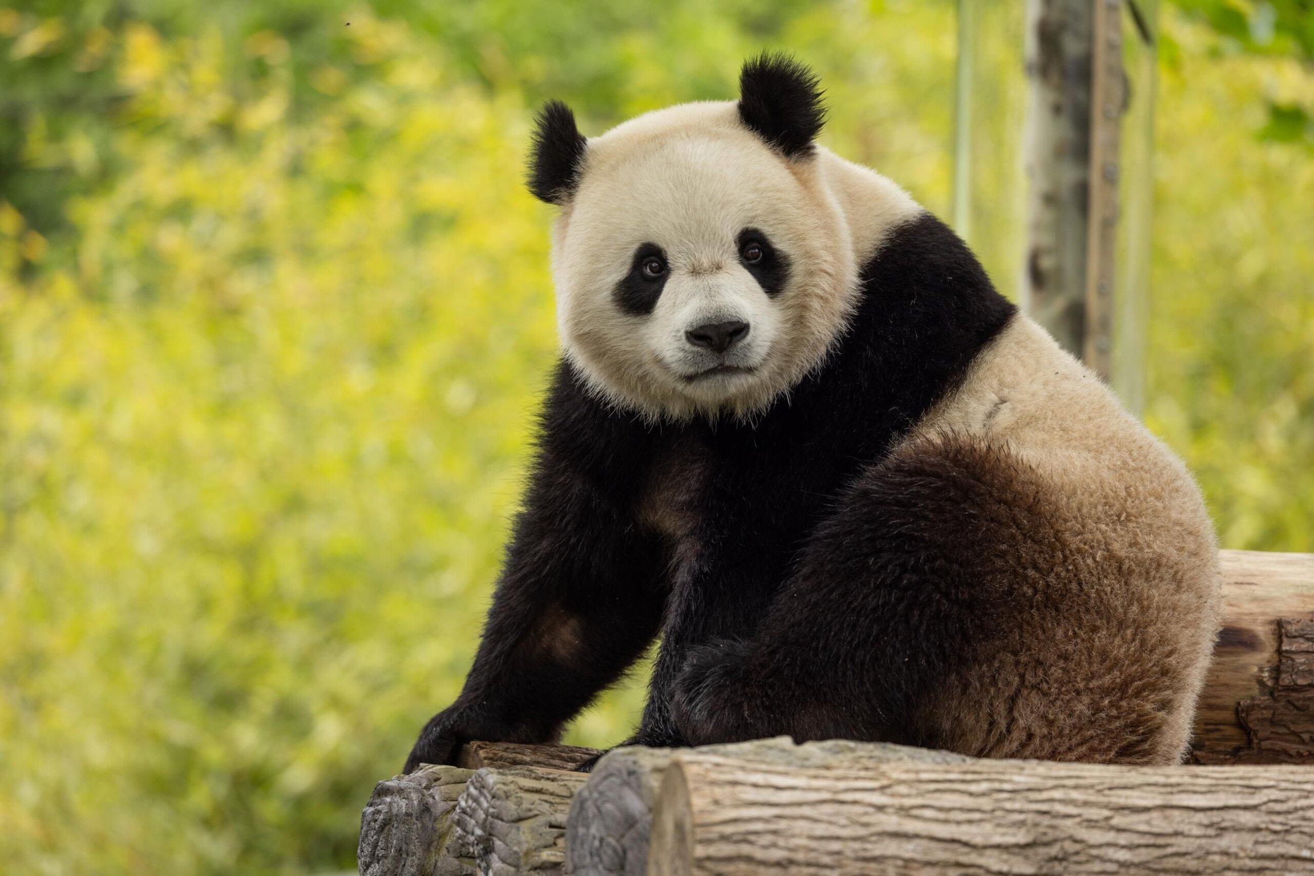 Giant Pandas Return to Washington's National Zoo After 11-Month Absence