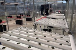 Inside of hydroponic greenhouse