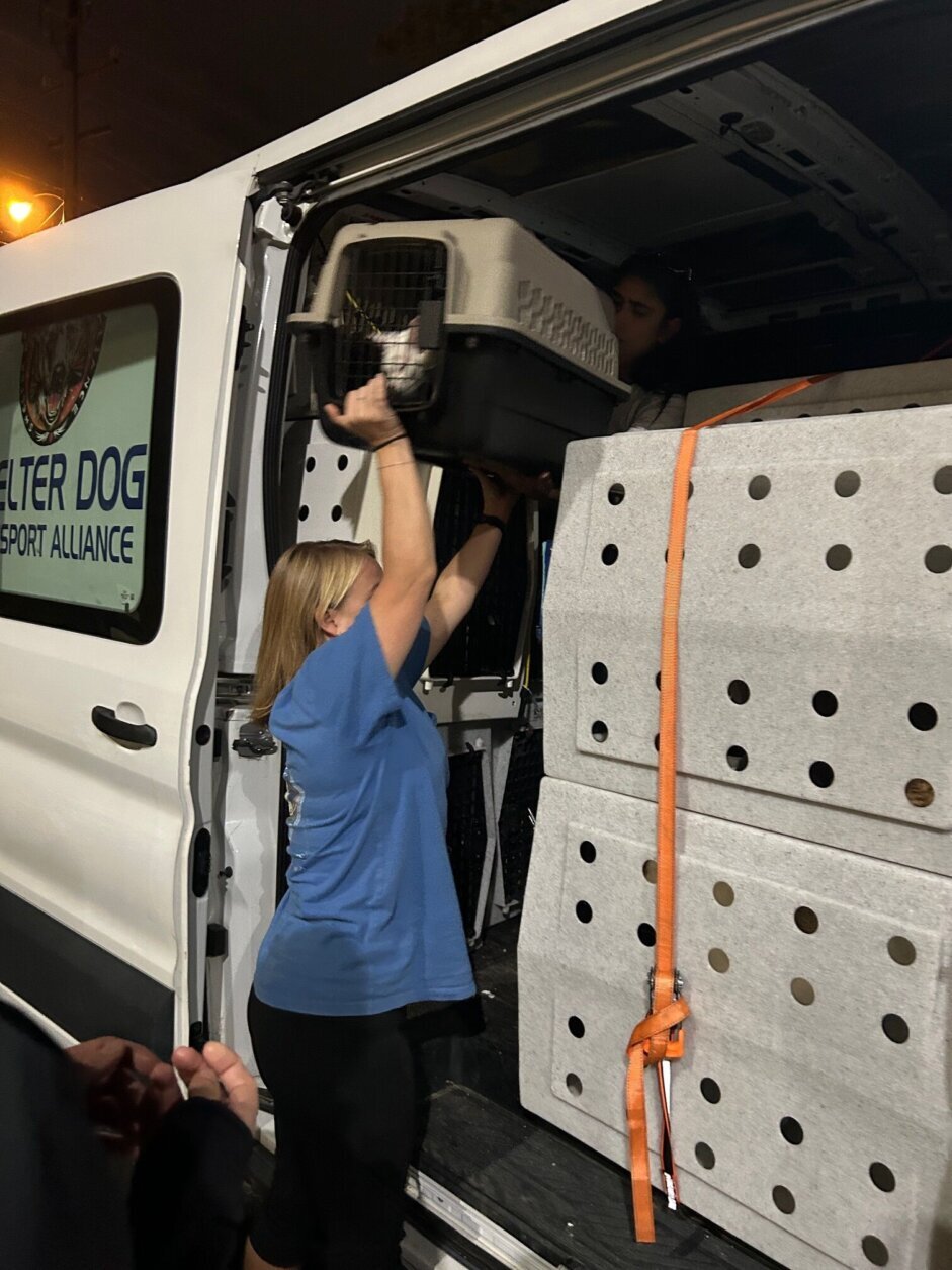 Rescued pets arrive in Northern Virginia