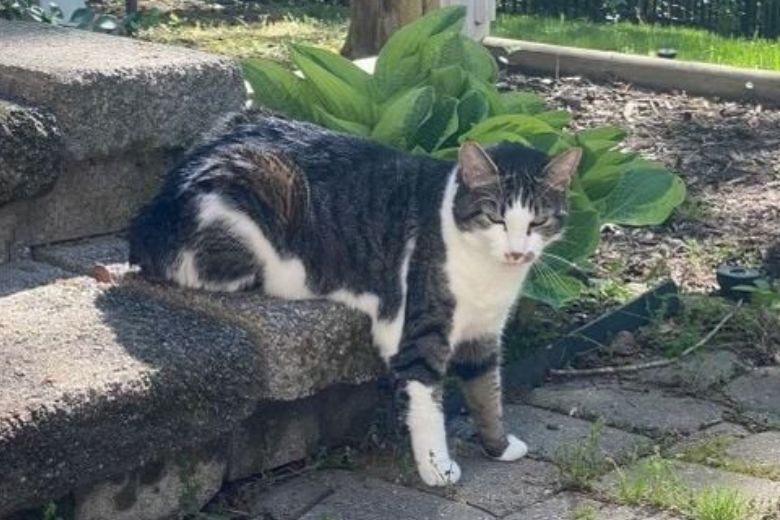 Cat missing after Haymarket house explosion found alive – WTOP News