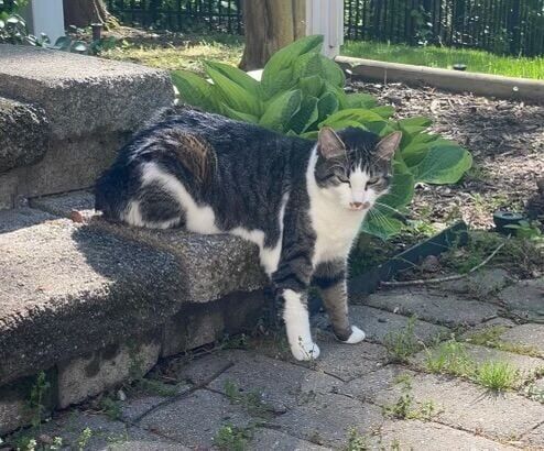 Luna, one of two cats missing after an Oct. 14 Haymarket house explosion.