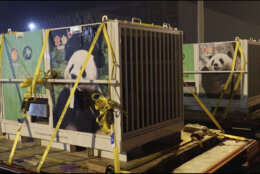 In this image taken from video and released by China's National Forestry and Grassland Administration, a pair of giant pandas Bao Li and Qing Bao are prepared for loading onto a plane at the Chengdu Shuangliu International Airport in southwestern China's Sichuan province on Monday, Oct. 14, 2024. (Jin Tao/China's National Forestry and Grassland Administration via AP)