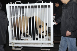 In this image taken from video and released by China's National Forestry and Grassland Administration, male giant panda Bao Li is prepared for transport from the Dujiangyan Base of the China Conservation and Research Center for the Giant Panda in southwestern China's Sichuan province on Monday, Oct. 14, 2024. (Jin Tao/China's National Forestry and Grassland Administration via AP)