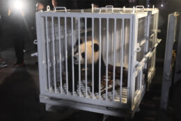 In this image taken from video and released by China's National Forestry and Grassland Administration, female giant panda Qing Bao is prepared for transport from the Dujiangyan Base of the China Conservation and Research Center for the Giant Panda in southwestern China's Sichuan province on Monday, Oct. 14, 2024. (Jin Tao/China's National Forestry and Grassland Administration via AP)