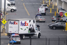 Police vehicles escort a FedEx truck carrying giant pandas to the National Zoo after they arrived at Dulles International Airport from China on Tuesday, Oct. 15, 2024 in Sterling, Va. (AP Photo/Kevin Wolf)