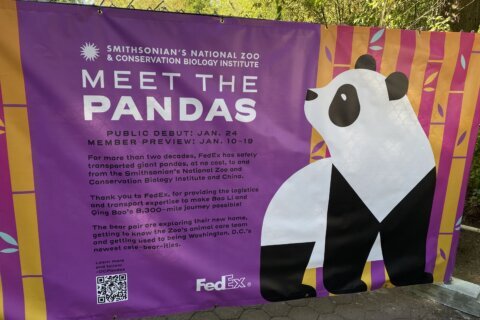 What DC’s pandas are doing before their big debut next year