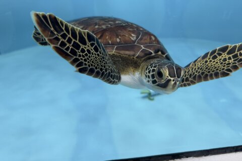 How this Florida aquarium is keeping turtles, penguins safe during Hurricane Milton