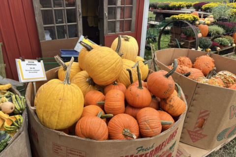 Recent weather has been a roller coaster for local pumpkin growers