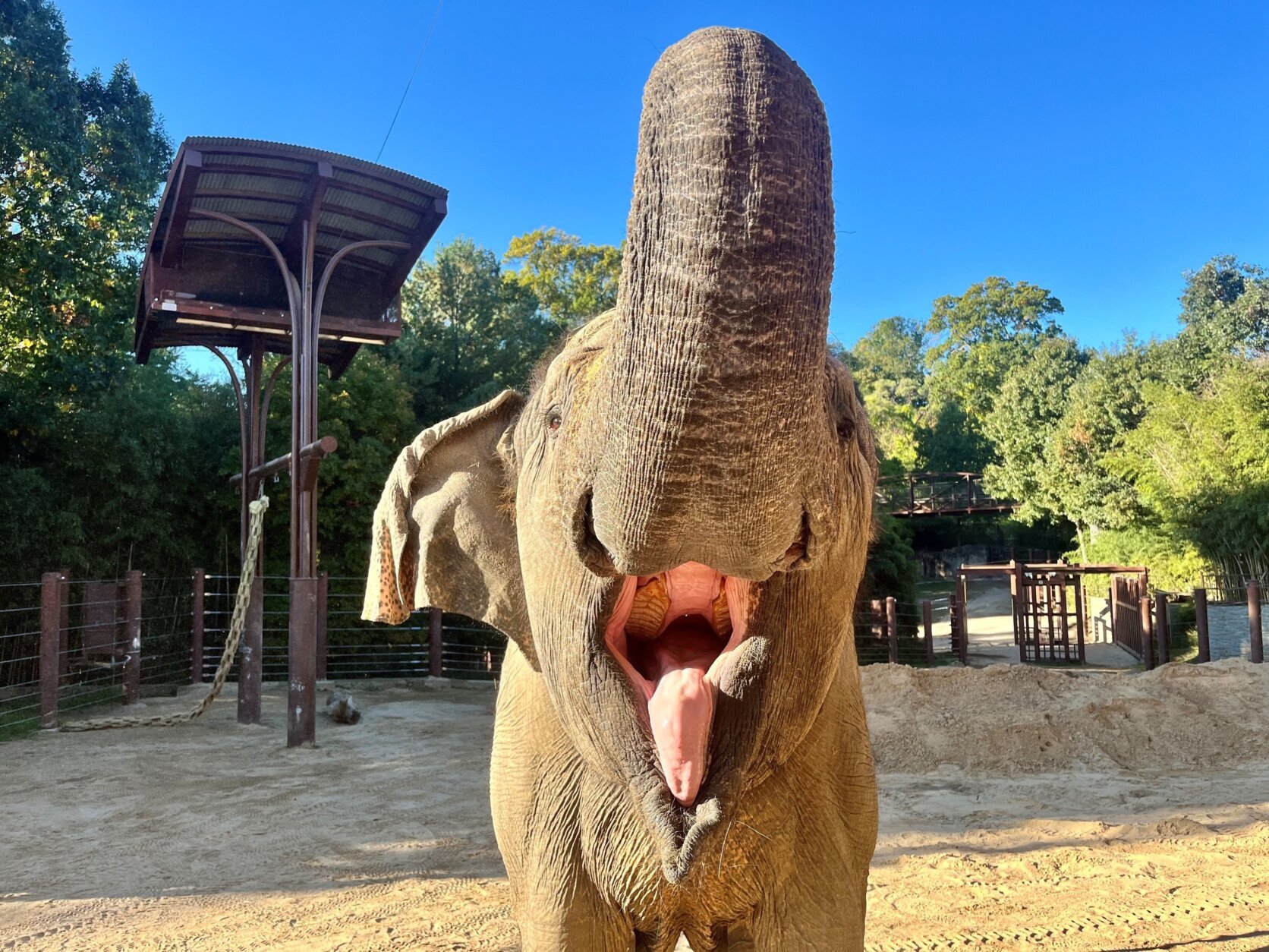 Asian elephant Kamala raising her trunk