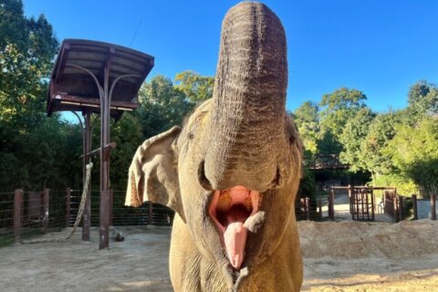 Kamala, beloved Asian elephant at National Zoo, euthanized after failing health