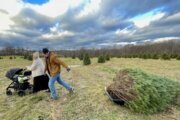 A Christmas tree already? Why some in the DC area have theirs up