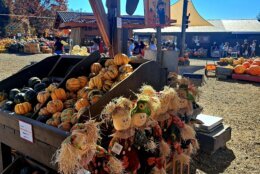 Apples, apple cider and apple cider donuts