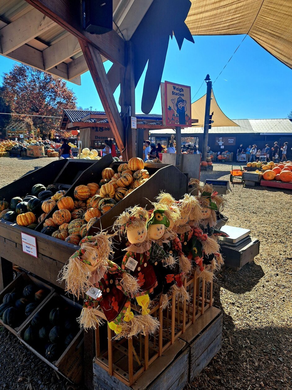 Apples, apple cider and apple cider donuts