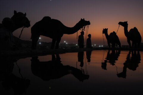 AP PHOTOS: Once-traditional camel trading fair in India transformed into tourist attraction