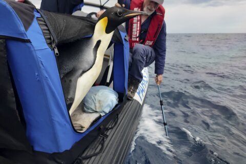 Emperor penguin released at sea 20 days after waddling onto Australian beach