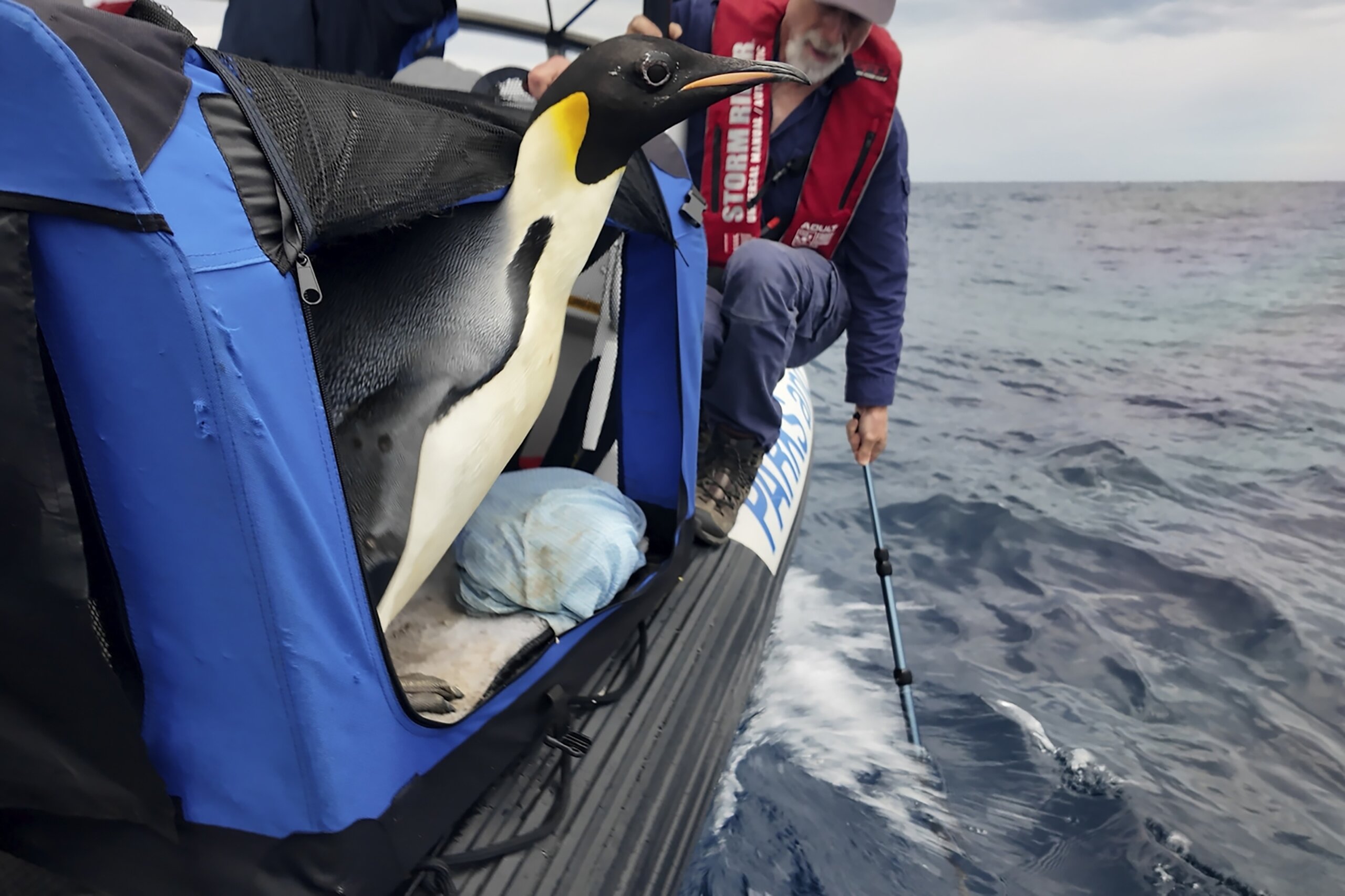 Emperor penguin released at sea 20 days after waddling onto Australian ...