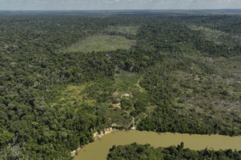 Deforestation in Brazil’s Amazon drops by nearly 31% compared to previous year