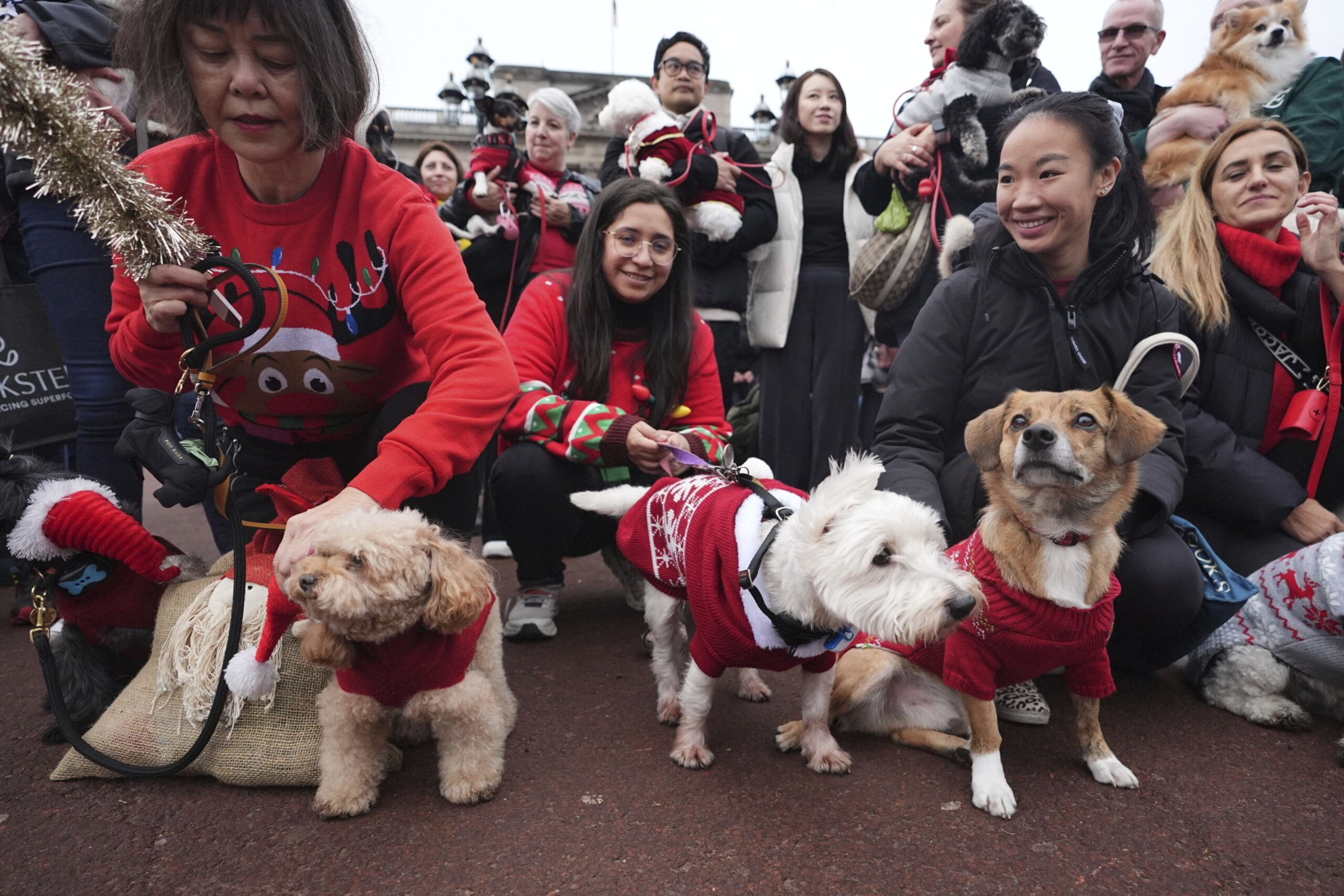 Pooches in pullovers strut their stuff at London’s canine Christmas