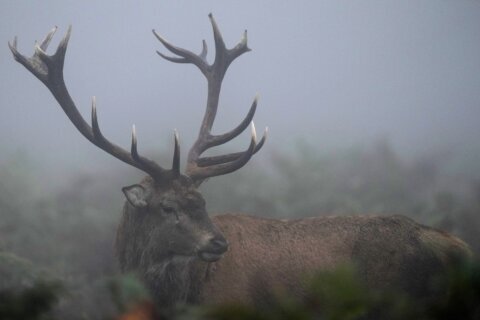 Too many wild deer are roaming England’s forests. Can promoting venison to consumers help?