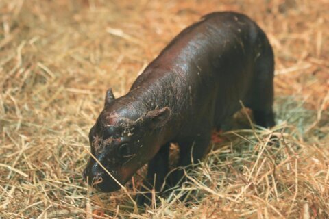 2 adorable pygmy hippos pitted against each other in cuteness contest