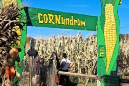 Cornundrum corn maze