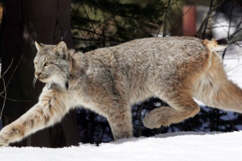 Canada lynx proposed for new habitat protections in US southern Rockies