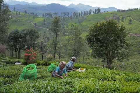 In southern India’s tea country, small but mighty efforts are brewing to bring back native forests