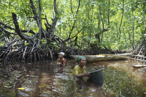 Papuan women’s mangrove forest in Indonesia is increasingly threatened by development and pollution