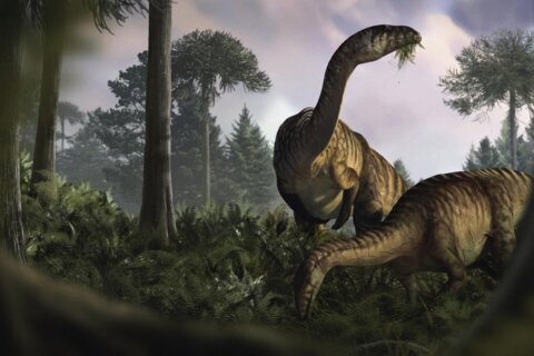 Fossilized dinosaur feces and vomit help scientists reconstruct the creatures’ rise