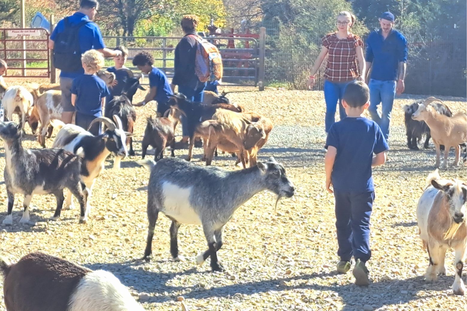 Kids playing with goats