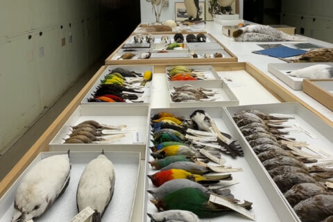 Did you know there’s a national lab in DC dedicated to solving bird murders?