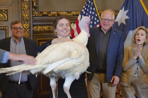 Tim Walz accepts turkey presentation as he eases back into his duties as Minnesota’s governor