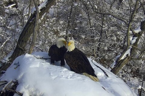 New eagle camera is going live in Minnesota to the delight of global viewers