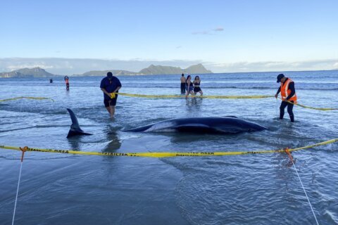 New Zealanders help to save about 30 whales after a pod strands on a beach