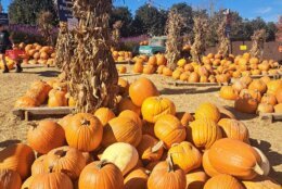 Pumpkins at Cox Farms