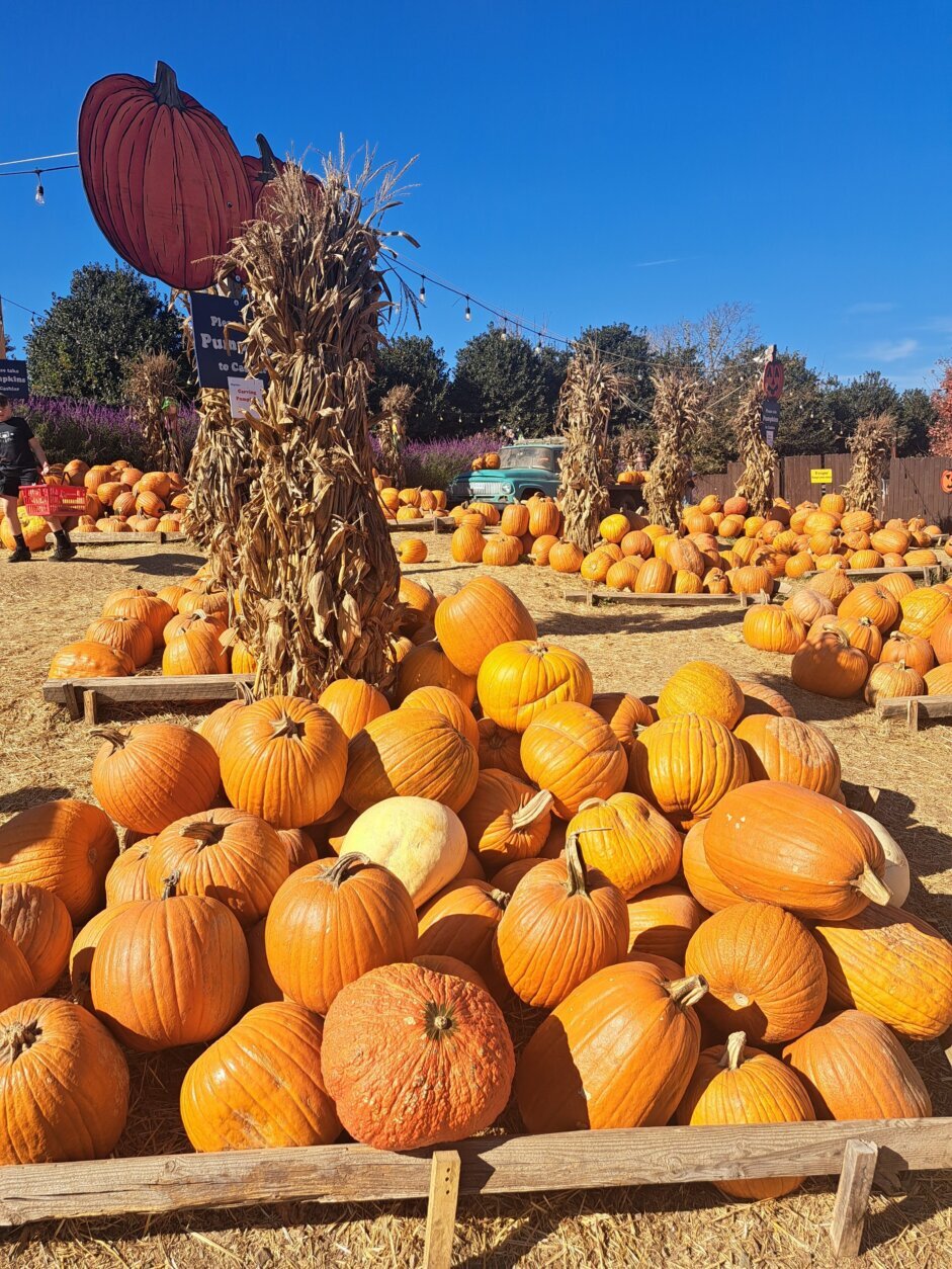 Pumpkins at Cox Farms