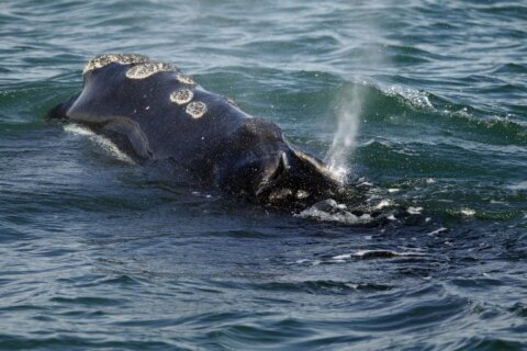 First right whales of season gorge on critical food off Massachusetts, giving hope for a strong year