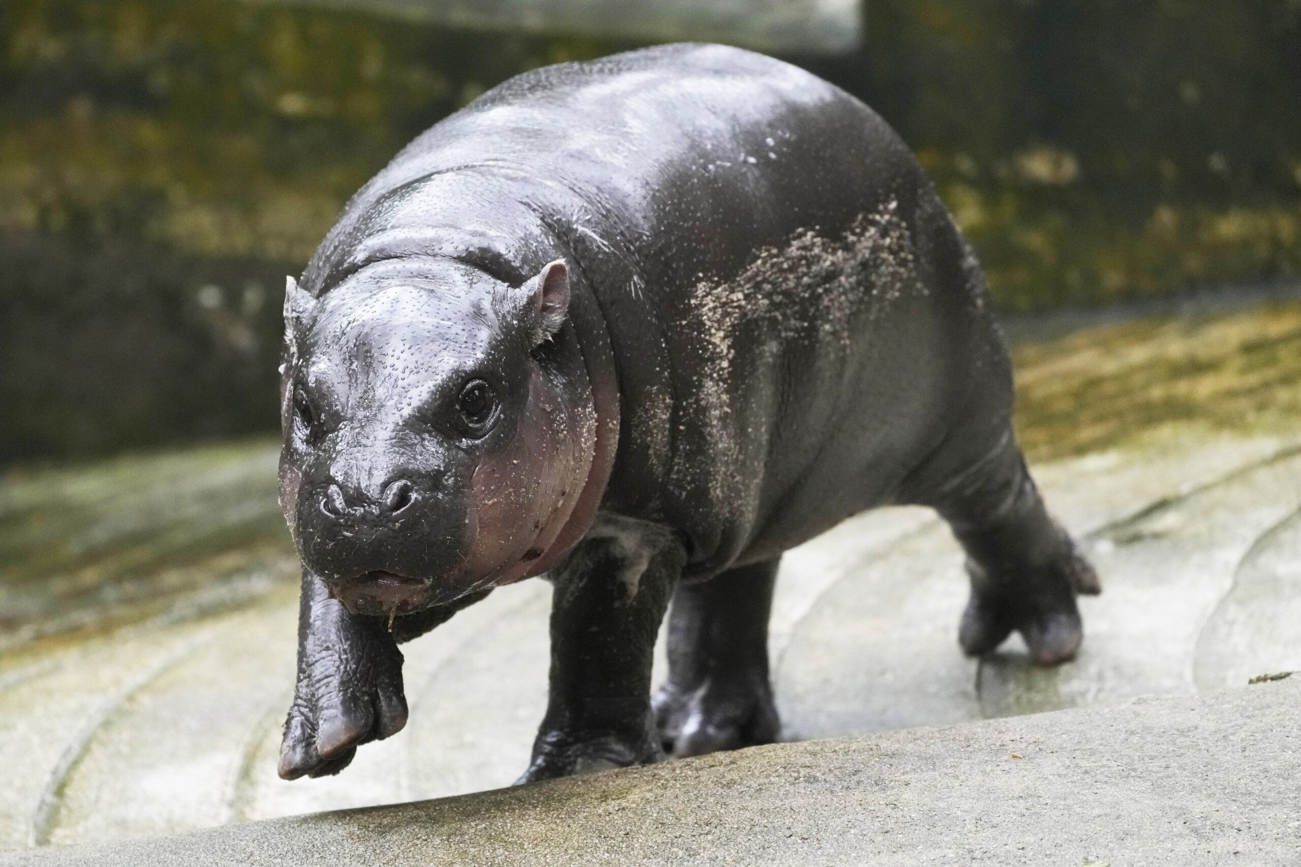 Thailand’s baby pygmy hippo Moo Deng now has an official song in 4 ...