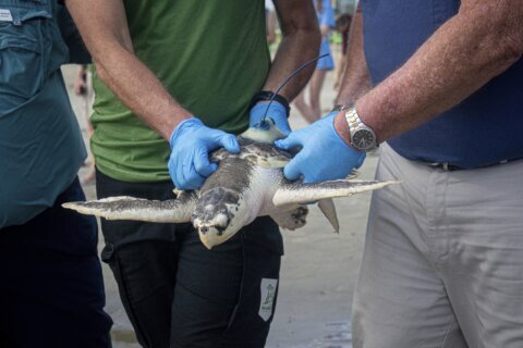 A wayward sea turtle wound up in the Netherlands. A rescue brought it thousands of miles back home