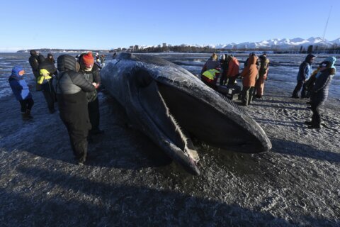 Carcass of endangered fin whale washes up near Alaska’s largest city