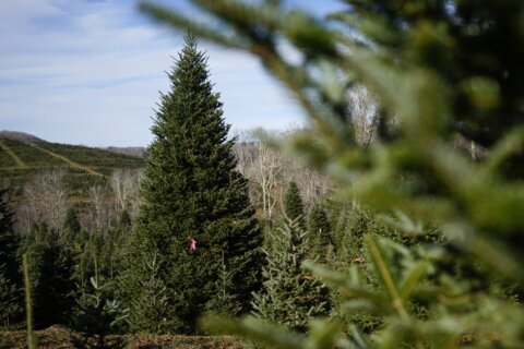 The White House’s Christmas tree is a symbol of resilience for hurricane-hit North Carolina farms