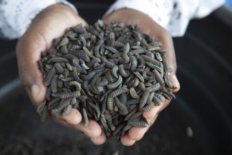 From yuck to profits: Some Zimbabwe farmers turn to maggots to survive drought and thrive