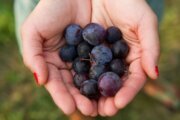 Pawpaws, beach plums, chokeberries: These native fruits can be found in Maryland and Virginia