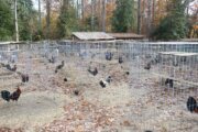 Cockfighting ring shut down in Northern Virginia