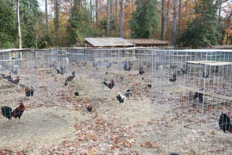 Cockfighting ring shut down in Northern Virginia