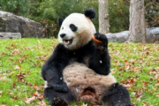 DC pandas frolic as chilly weather brings snow flurries, rain