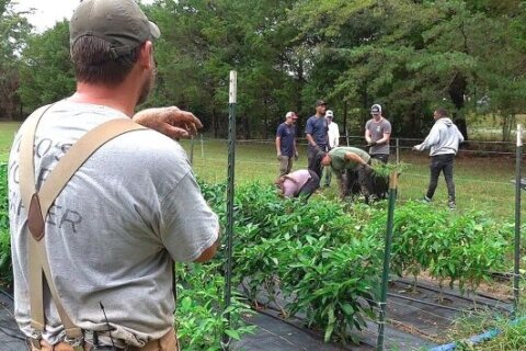 Army veteran’s nonprofit feeds DC-area vets facing food insecurity