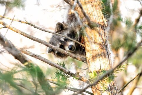 Hundreds of animals have tested positive for rabies in Va. this year. How does it affect humans?